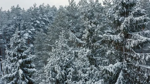 Winter forest covered by snow Stock-Footage 117600020