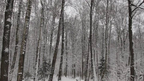 A winter forest covered In snow Stock Footage 148707659