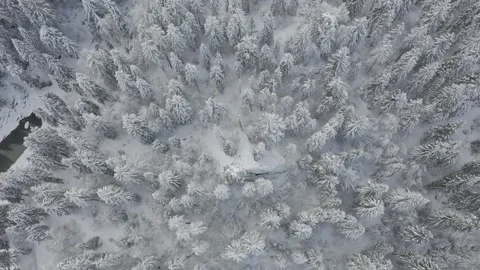 Winter Forest Covered in Snow Stock Footage 158803791