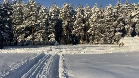Winter forest covered with snow. Video stock 226951409