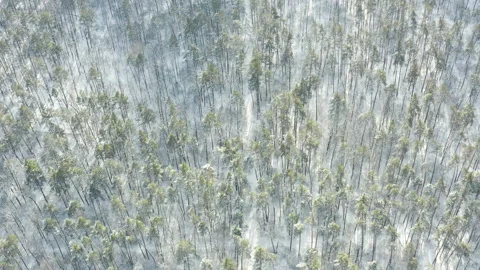 Winter forest covered in snow with path. Stock Footage 147718210