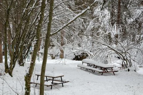 Winter forest covered with snow Stock Photos
