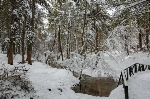 Winter forest covered with snow Stock Photos