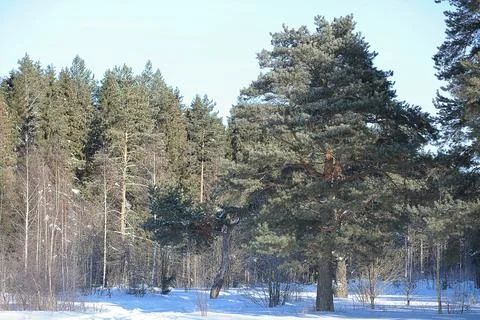 Winter forest covered with snow Stock Photos