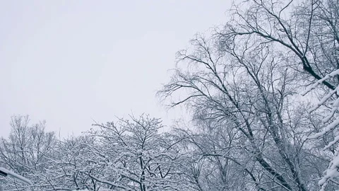 Winter forest covered by snow with sky and sun Stock Footage 122201344