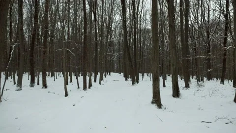 Winter forest covered in snow. Virtual walk. POV shot on a gimbal. 4K Vídeos de archivo 147409193