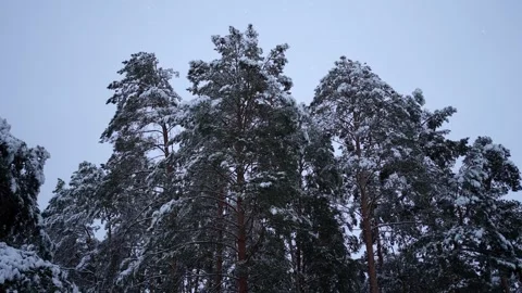 The winter forest is covered with white snow Stock Footage 258475097