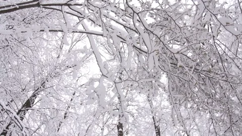 Winter forest covered with the white snow. Stock Footage 295228412