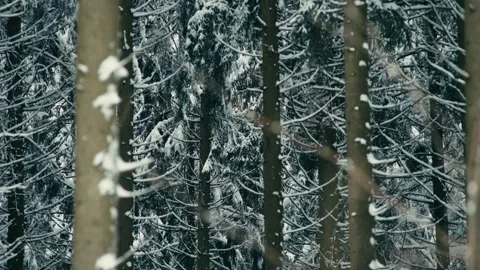 Winter Forest Covered in White Snow During a Light Snowy Weather Day 库存影片 331167936