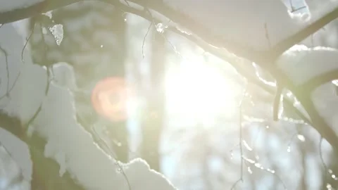 Winter forest cowered witch thick layer of snow Видео 325083643