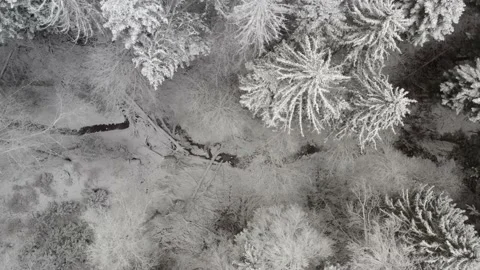 Winter forest creek camera flyover Stock Footage 146034002