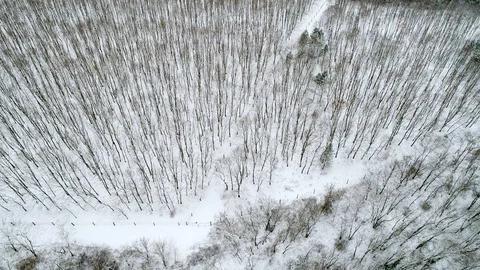 Winter forest with curvy road Stock Footage 94199311