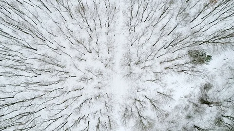 Winter forest with curvy road Stock Footage 94199731