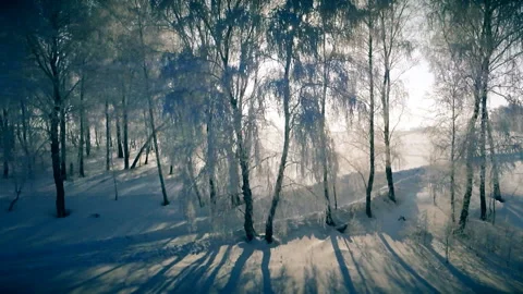Winter forest at dawn Stock Footage 94691255