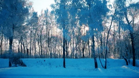 Winter forest at dawn Stock Footage 94753019