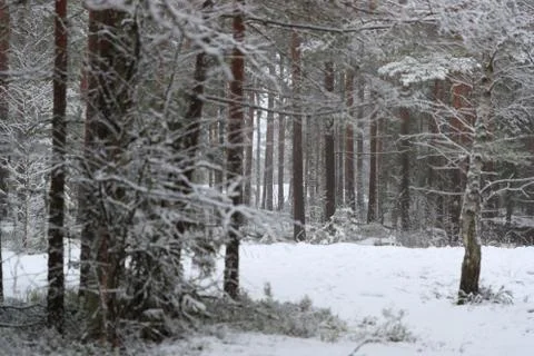 Winter forest day Stock Photos