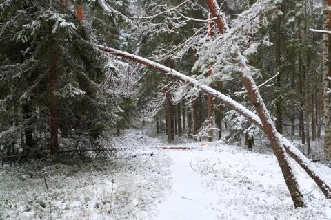 Winter forest day Foto stock