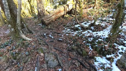 Winter forest at the daylight Stock Footage 120338093