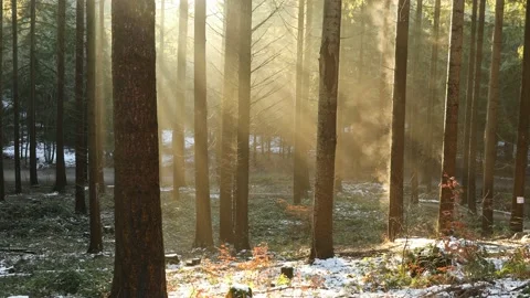 Winter in a forest in denmark Stock Footage 154389491
