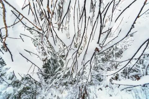 Winter forest design :) Stock Photos