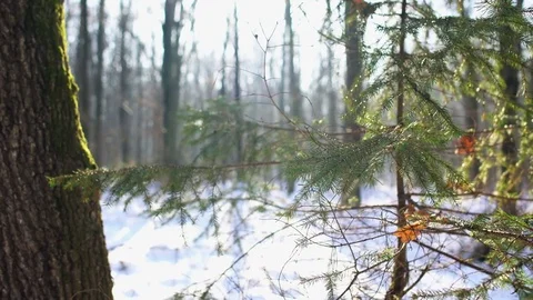 Winter forest, Dolly Stock-Footage 69936911