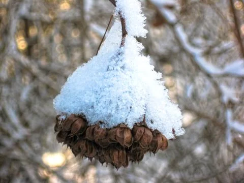 In the winter forest. Dried berries on a background of branches of trees cove Stock Photos