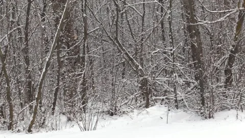 Winter forest. Drifts, snow on the branches. Many snowy trees. A Video stock 150443371