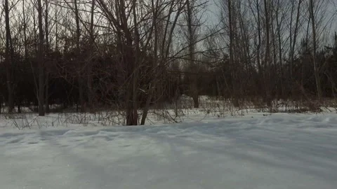 Winter forest driveby Stock Footage 150075463