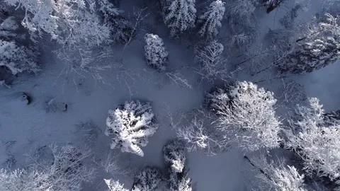 Winter forest drone 3 Stock Footage 208377366