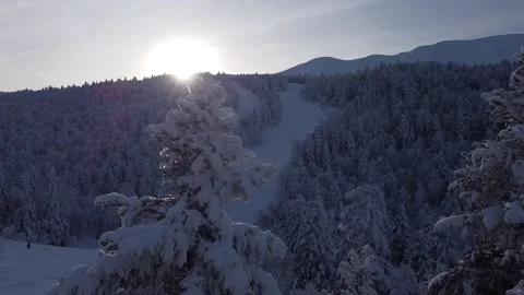 Winter forest drone 4 Stock Footage 208377371