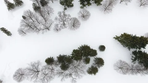 Winter Forest (Drone Birds Eye View) Stock Footage 107350894
