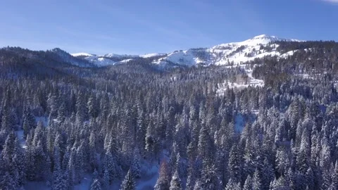 Winter Forest Drone Stock Footage