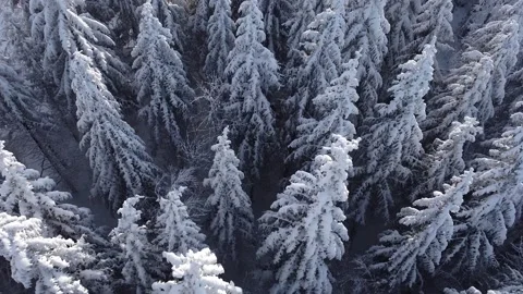 Winter forest drone Stock Footage 208367403