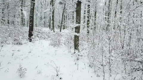 Winter forest drone footage Stock Footage 83017419