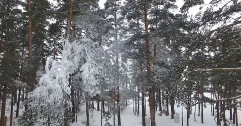 Winter forest drone. The frost on the pine Video stock 77129357