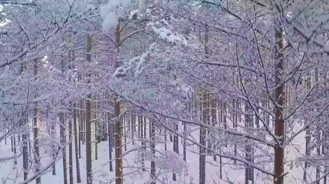 Winter forest, drone lift slow motion Vidéo 59236912