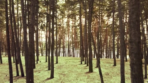 Winter forest, drone shooting Video stock 167226439