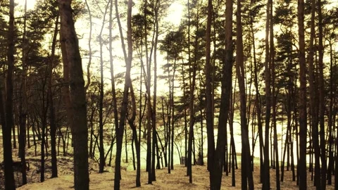 Winter forest, drone shooting, pine Видео 167228550