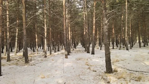 Winter forest drone shot Stock Footage 237168118
