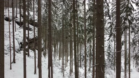 Winter forest. drone shot of winter forest Video stock 148050928