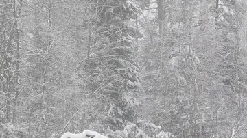 Winter forest during a heavy snowstorm and snow Stock Footage 85719876