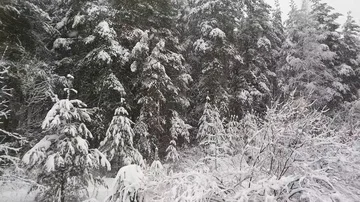 Winter forest during a heavy snowstorm and snow Stock Footage 85720314