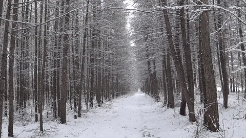 Winter forest during a snowfall. Stock Footage 78567839