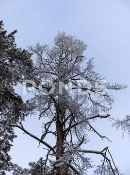 Winter forest during a snowfall natural background Stock Photos