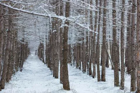 Winter forest during a snowfall. Stock Photos