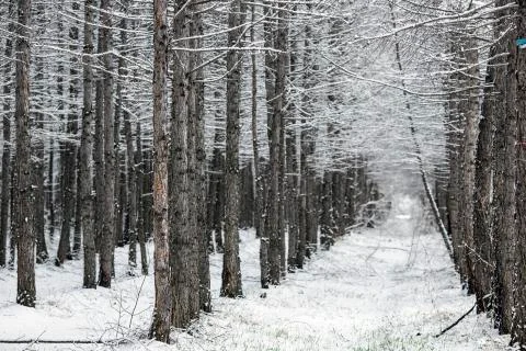 Winter forest during a snowfall. Stock Photos