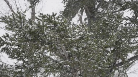 Winter forest during a snowfall. Stock Photos