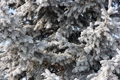 Winter forest during a snowfall. Stock Photos