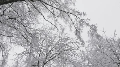 Winter forest during a snowfall, slow motion Foto stock