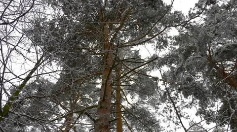 Winter forest during a snowfall, slow motion 스톡 사진
